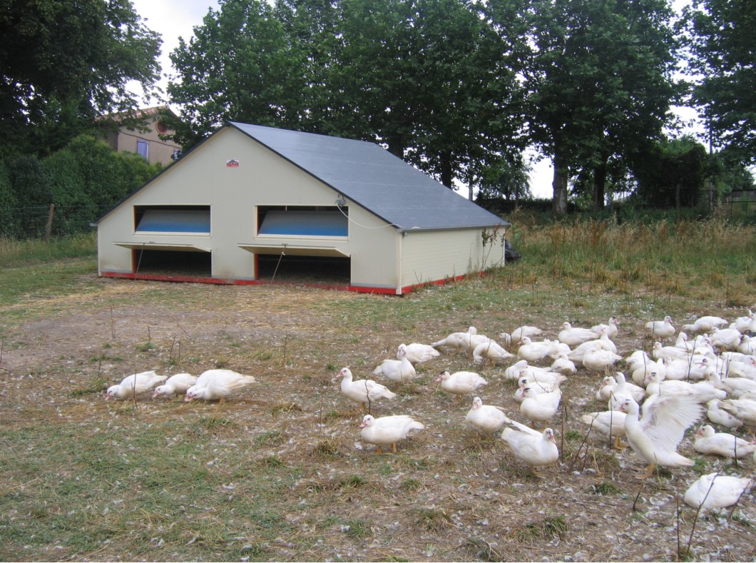 Cabanes volailles 40 m²
