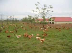 Parcours d'un élevage de poules pondeuses bio